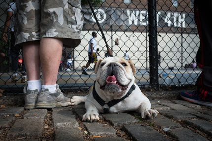 Pets, Pests & Wildlife